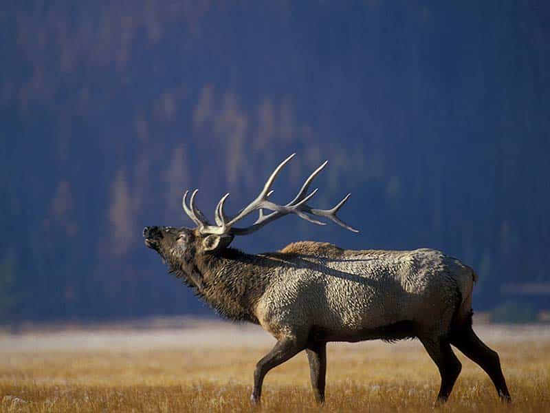 Montana is home to abundant wildlife.